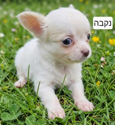 גורי ציוואווה מיני ננסי זכרים