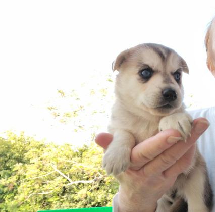 גורי האסקי סיבירי, בני חודש