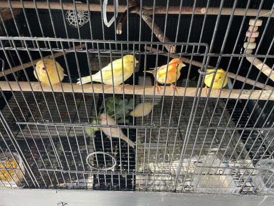 למכירה כנרים בני 5 חודשים