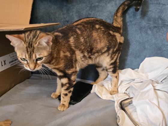 אנחנו 3 גורים בנגליים