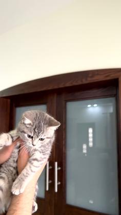 נקבה סקוטית אוהבת לשחק ולאכול