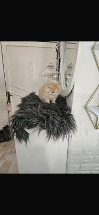 גור כלבים מסוג סקוטי פולד