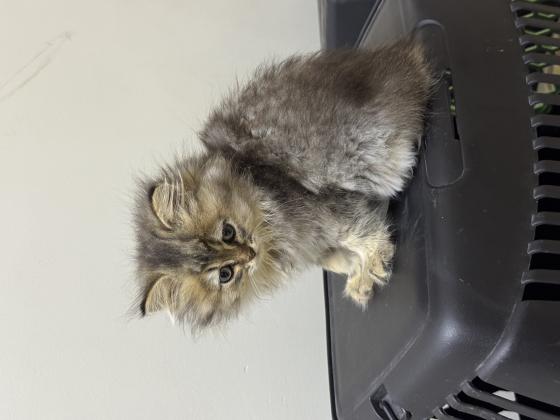 גור כלבים מסוג סקוטי פולד