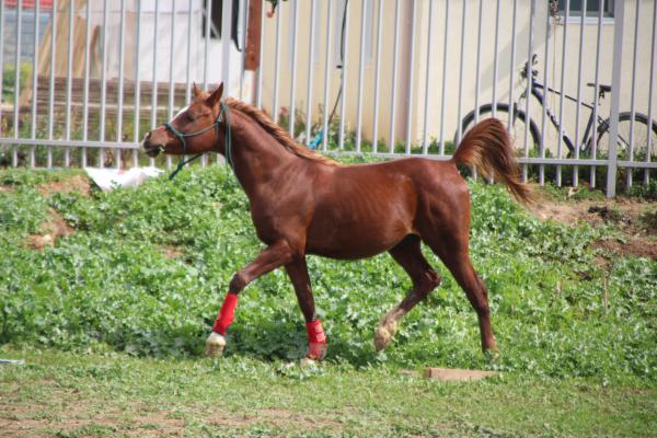 סוס ערבי עם תעודה אופי