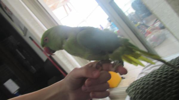 דררה מיוחדת במינה חברותית חכמה האכלת יד