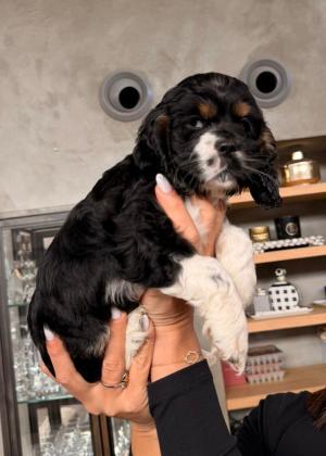 גורי קוקר ספניאל אמריקאי אמא