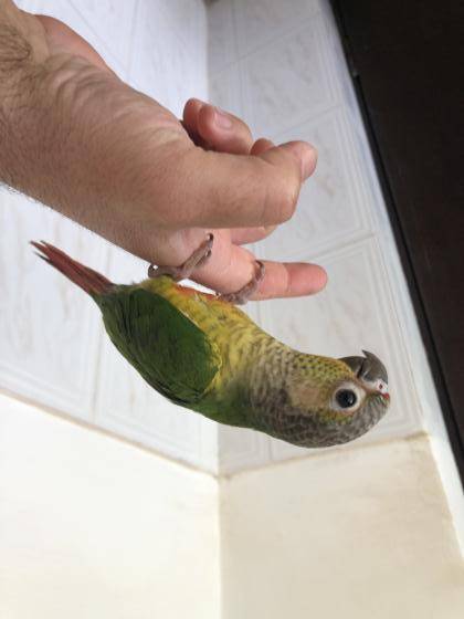 קוניור גרין ציק האכלת יד