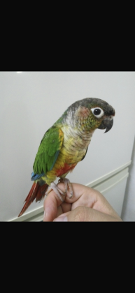 קוניור גרין ציק האכלת יד