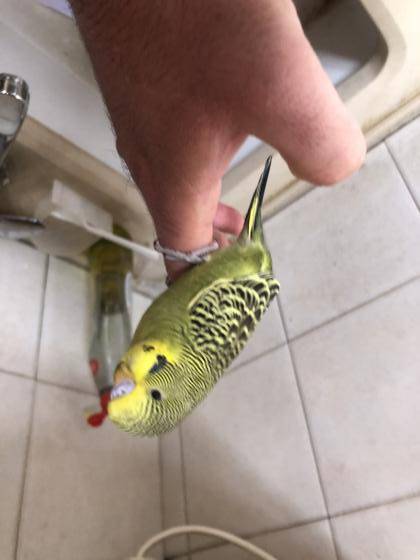 תוכון האכלת יד