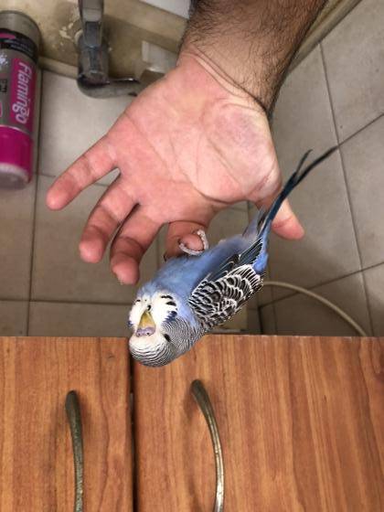 תוכון האכלת יד