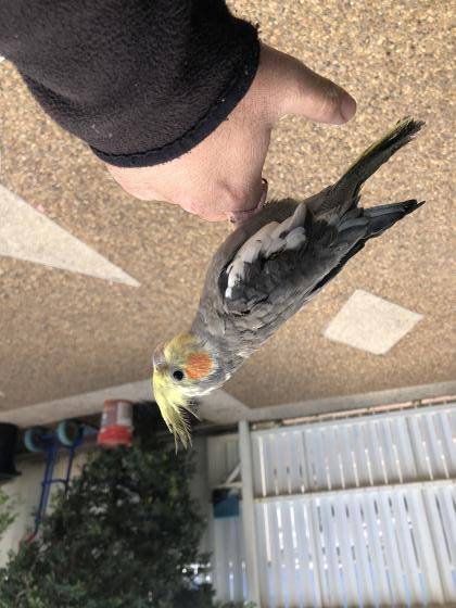 תוכון האכלת יד