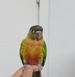  גוזל קוניור גרינצ'יק ילו