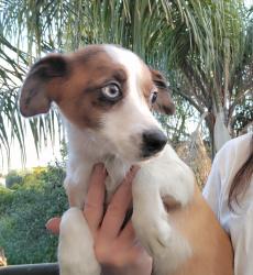 גורי שועלי, בני 5 חודשים,