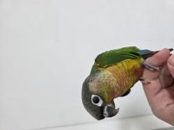  גוזל קוניור גרינצ'יק ילו