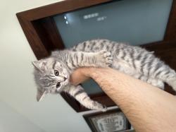 נקבה סקוטית אוהבת לשחק ולאכול