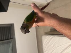 מגוון גרינציקים מוחתמים רגילים לידיים