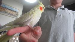 ידידותי ביותר, האכלת יד ברמה