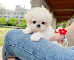 גורים מלטזים זכרים ונקבות למכירה