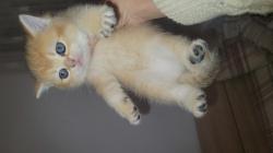 גורות סקוטיות מהממות בנות חודש