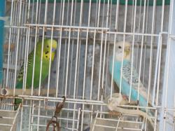 זוג אוסטרלי עובד+8 תוכונים נמכר