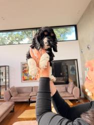 גורי קוקר ספניאל אמריקאי אמא