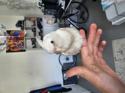 קוקטייל האכלת יד לא נושך