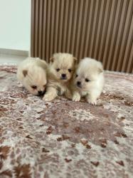 גורי פומרניאן ננסי יהיו מוכנים