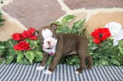 גורי ביגל זכרים ונקבות למכירה