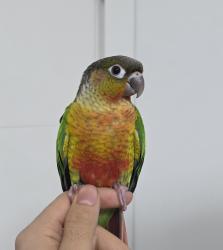  גוזל קוניור גרינצ'יק ילו