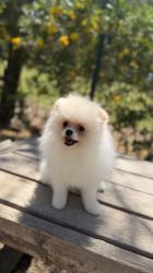 זכר פומרניין מתוק בן 4