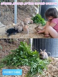 ארנבונים גורים ובוגרים למסירה ממושב