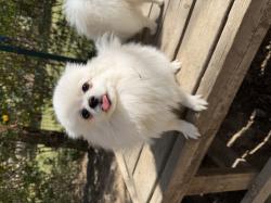 ליאו גור פומרניין בן 10