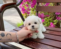 גורי בישון זכרים ונקבות זמינים