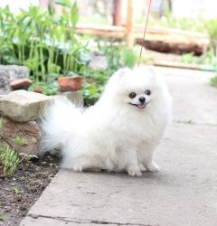 גורי פומרניין טדי בר וואוו!!!