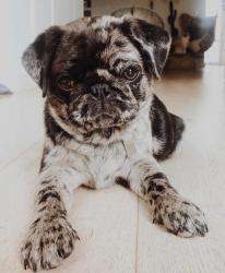 גורי פאג מקסימים למכירה ממגדלים