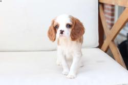 גורי קינג צ'ארלס זכרים ונקבות למכירה