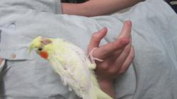 ידידותי ביותר, האכלת יד ברמה