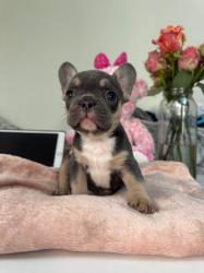 גורים בולדוג צרפתי))