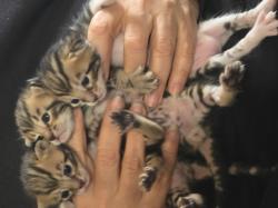 אנחנו 3 גורים בנגליים