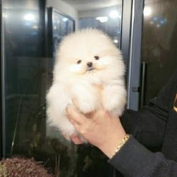 גורי פומרניין טדי בר וואוו!!!