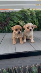 גורי ציוואווה מהממים לאחר חיסון