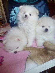 גורי פומרניין טדי בר וואוו!!!