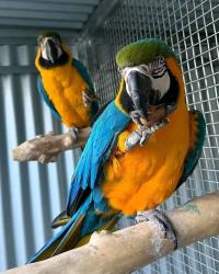 תוכי מקאו מקסימים למכירה ממגדלים אמינים