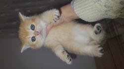 גורות סקוטיות מהממות בנות חודש