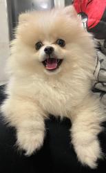 3 חיסונים ותילועהכי חברותית שישכולל