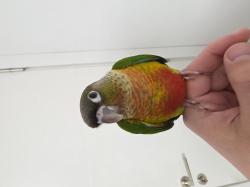  גוזל קוניור גרינצ'יק ילו