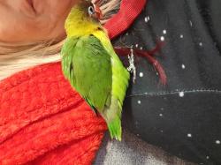 3 סוגים של תוכים קטנים