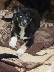 גורי בורדר קולי מעורב לברדור,