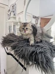 גור כלבים מסוג סקוטי פולד