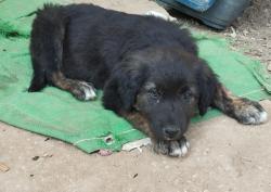 גורי בורדר קולי מעורב לברדור,